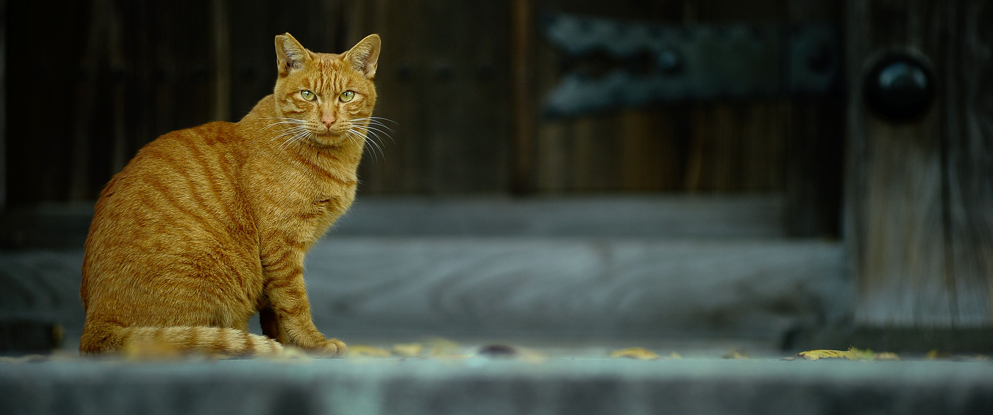 PHOTOWALKS IN TOKYO