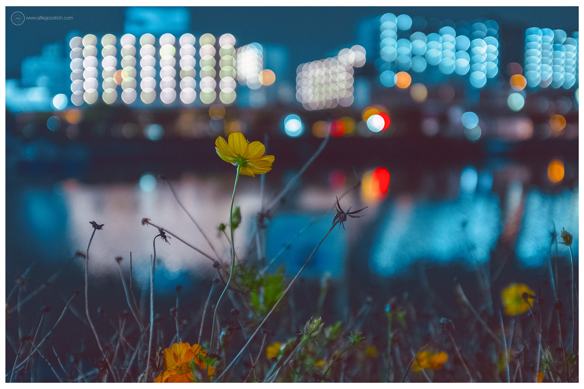 An Evening Walk to the Canal & Back
