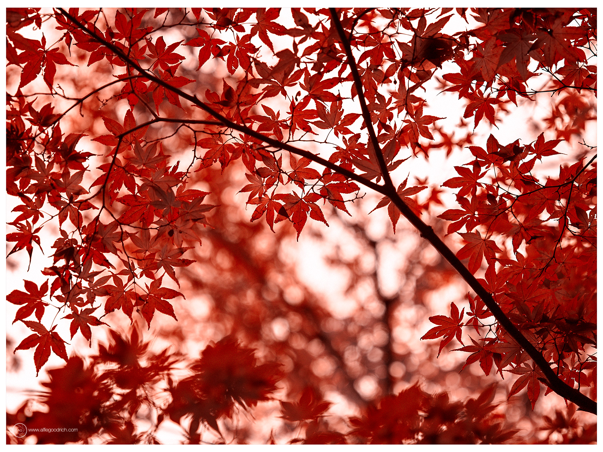 A Walk from Kamiyacho to Hibiya