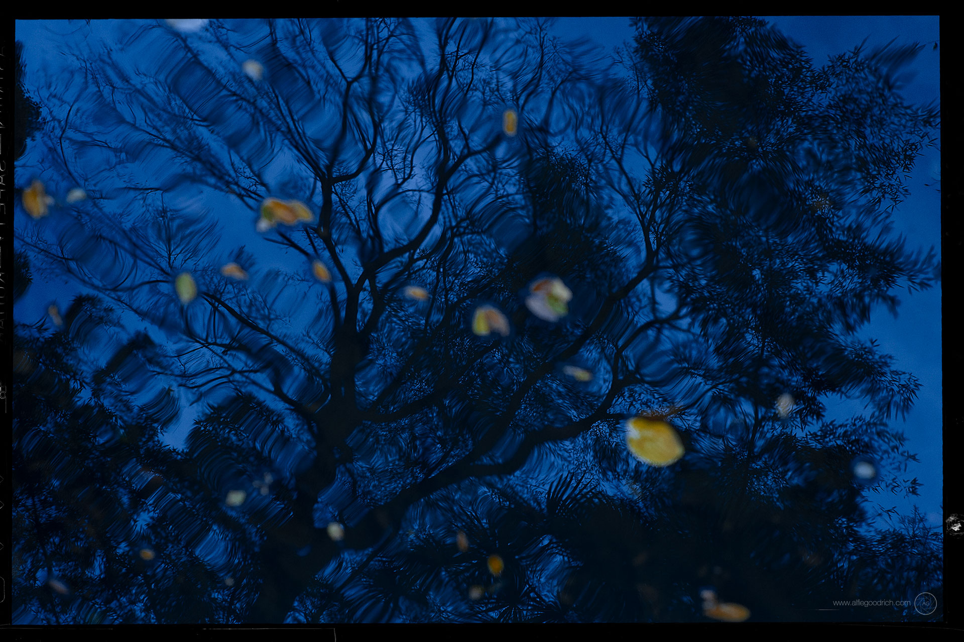 Autumn’s last gasp, Todoroki, Tokyo