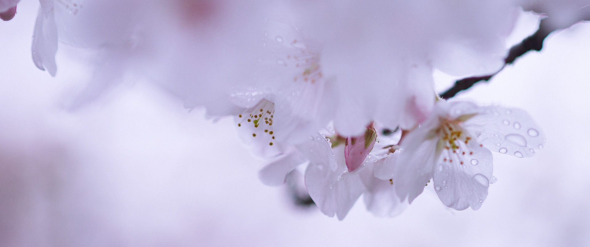 Cherry blossoms of Japan