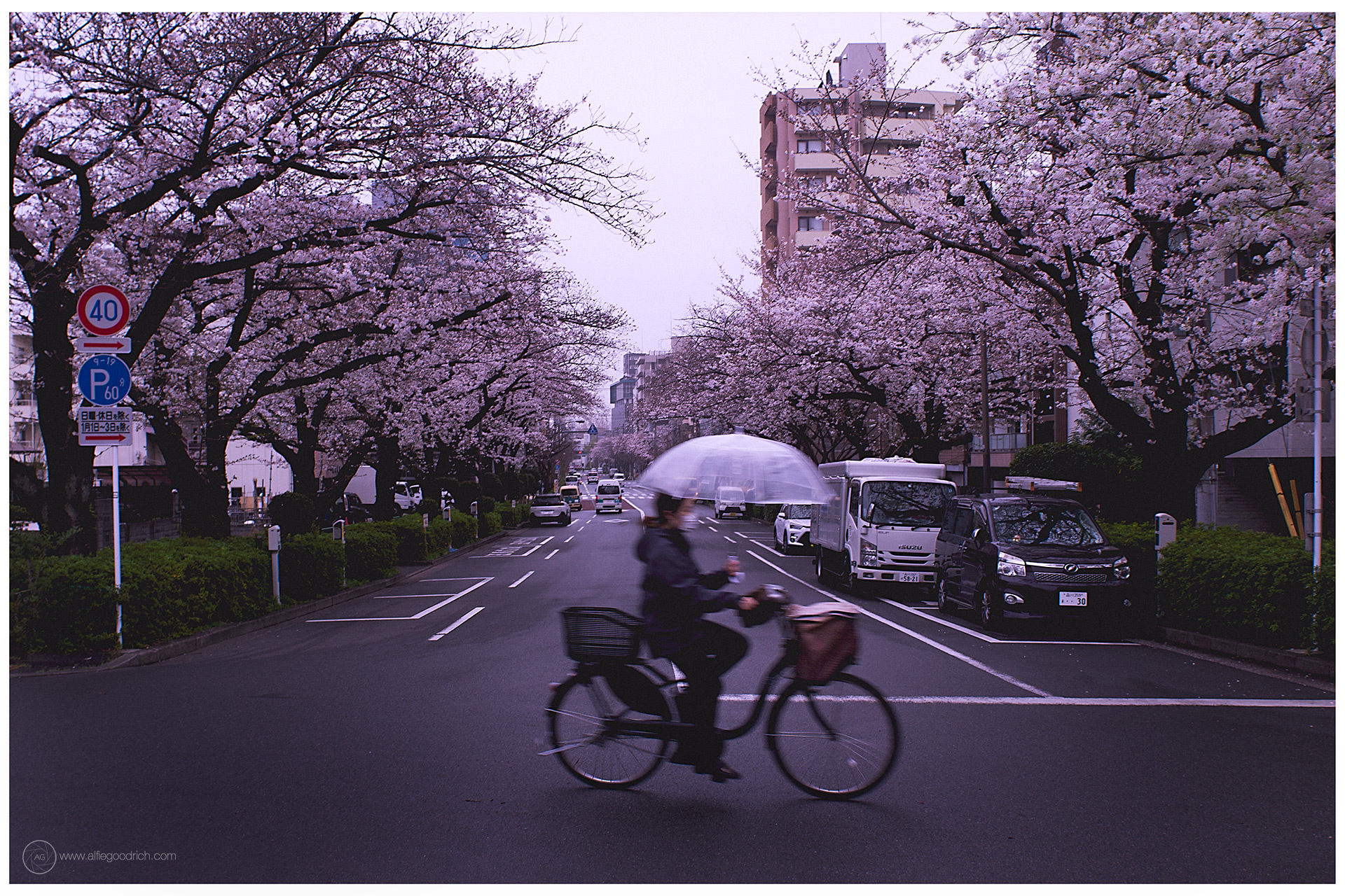 Rainy morning & sakura in Tokyo