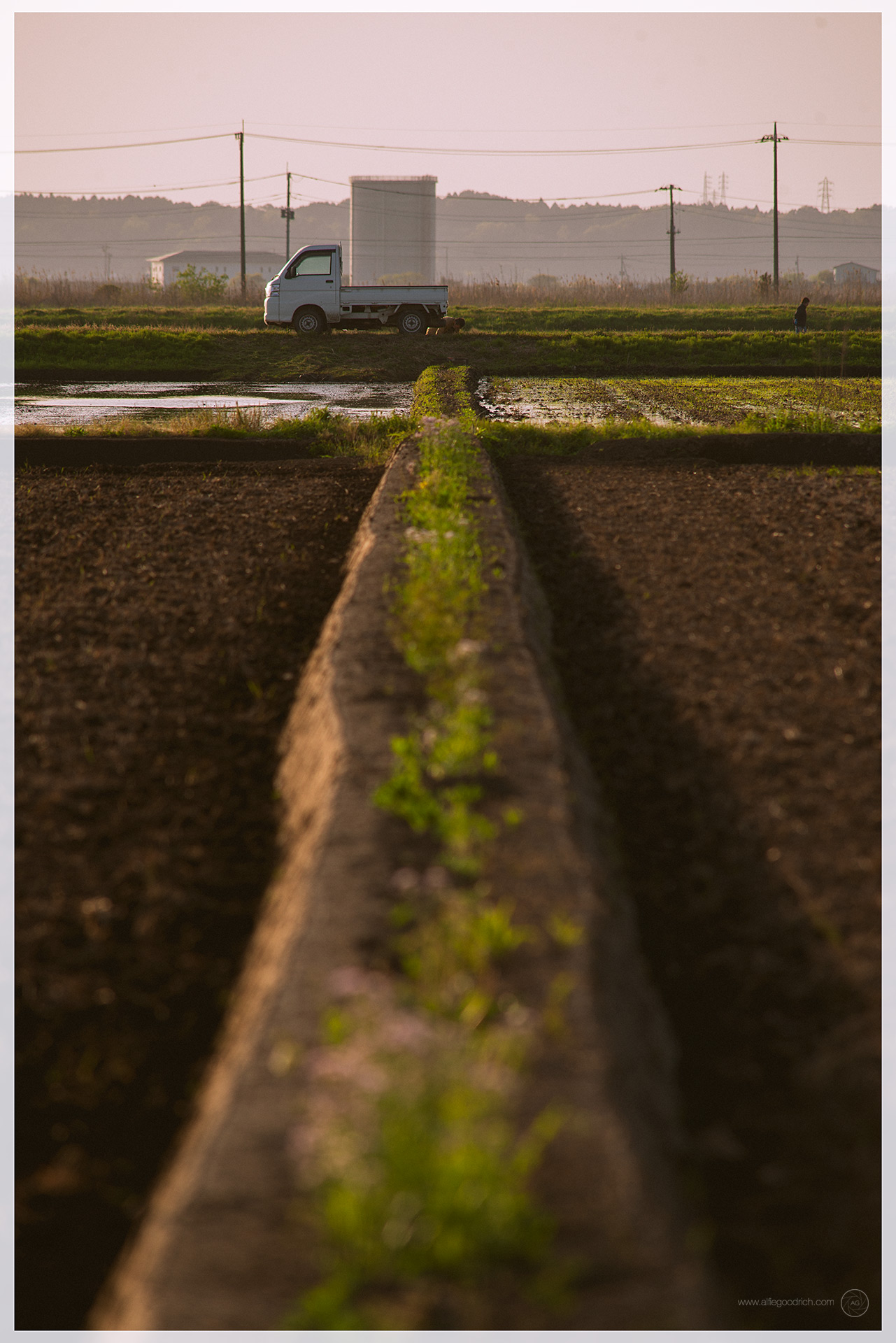 A day out in the rice fields of Chiba