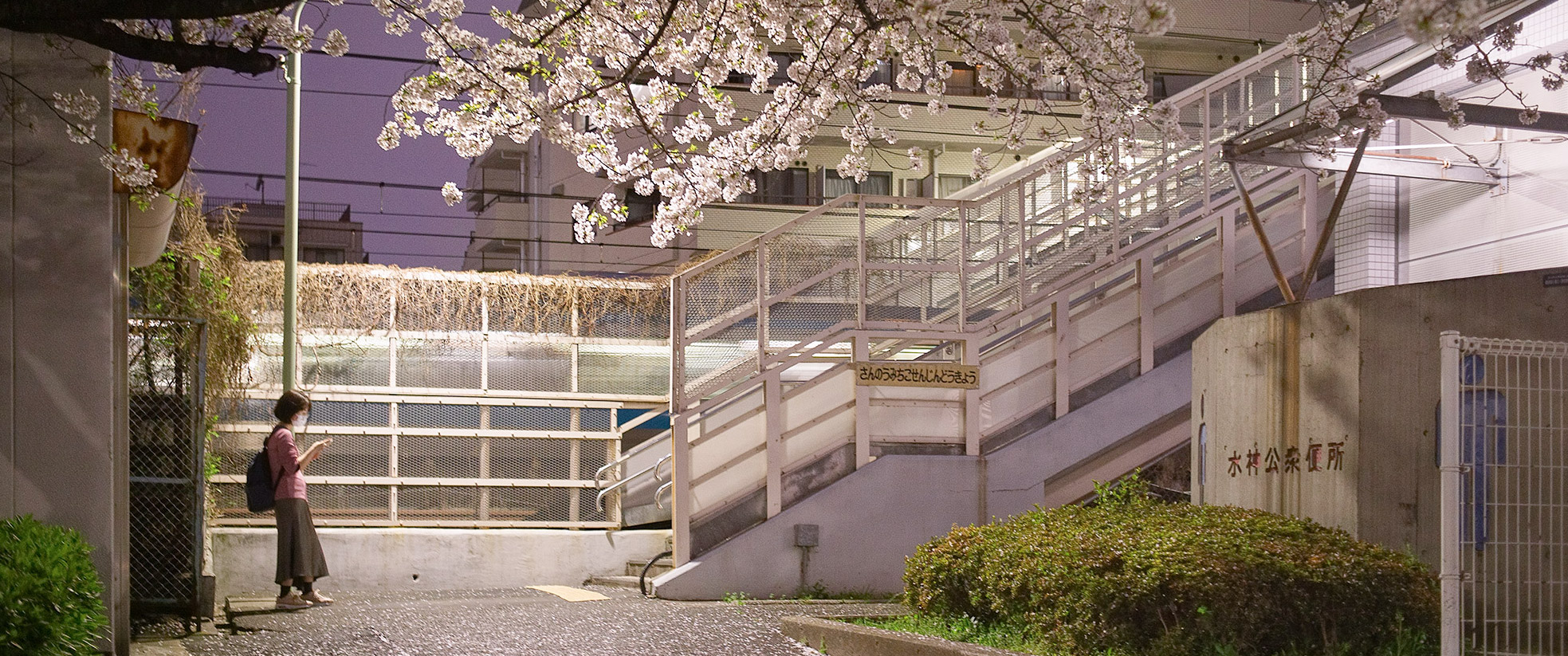 The 2024 cherry blossom season