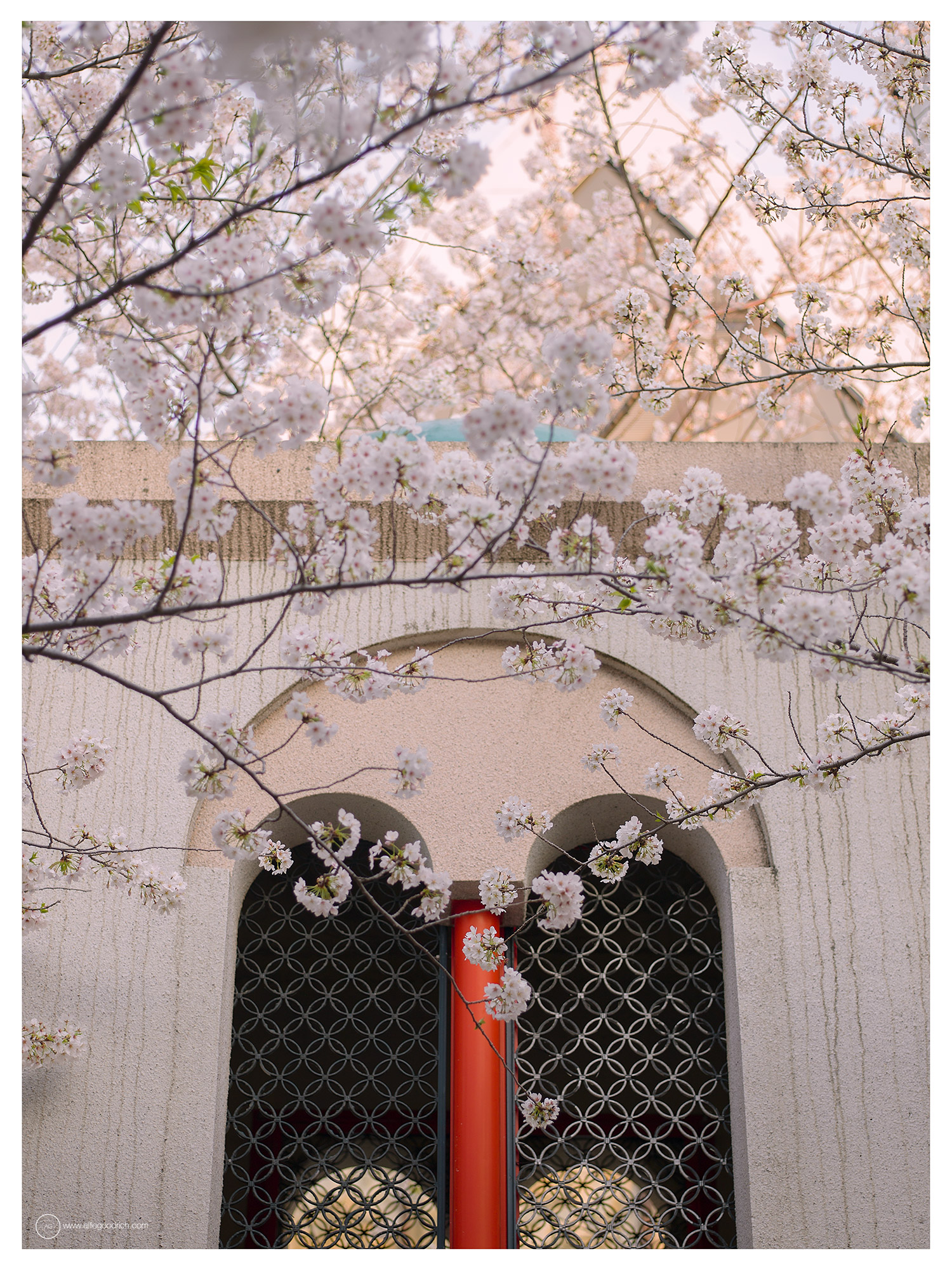 Cherry blossom (sakura) season, 2024